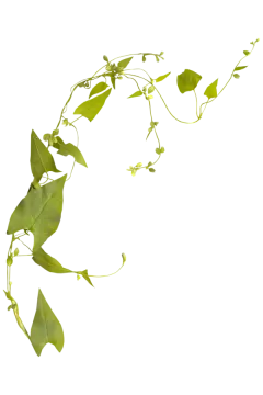 a plant with green leaves on it's stems