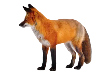 a red fox standing in front of a white background