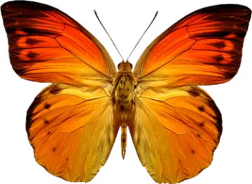 an orange butterfly on a white background