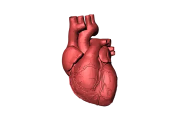 an image of the human heart