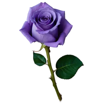 a single purple rose on a white background