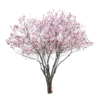 a tree with pink flowers on it