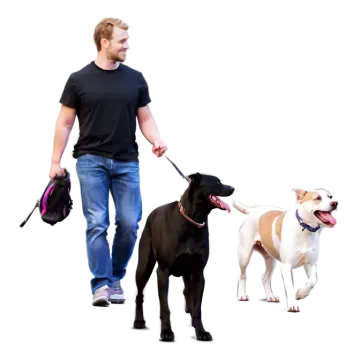 a man walking two dogs on a leash
