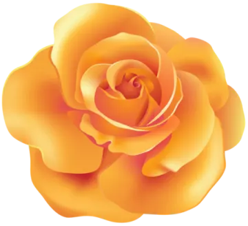 a yellow rose on a white background