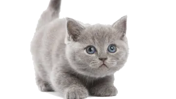 a gray kitten with blue eyes looking up