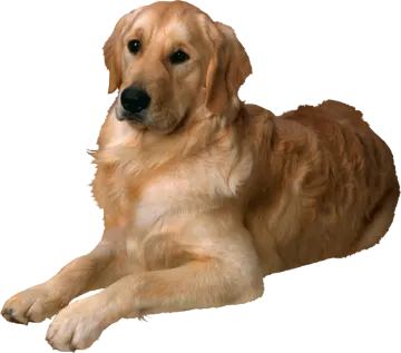 a brown dog laying down on the ground