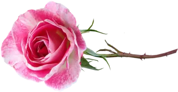 a pink rose on a white background