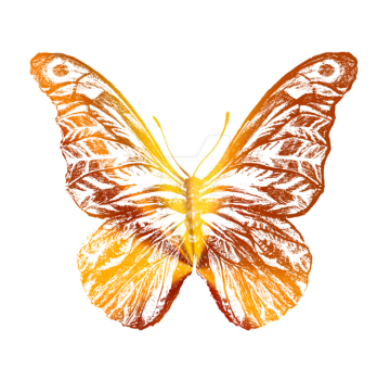 an orange butterfly on a white background