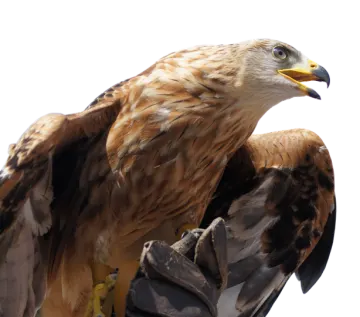 the bird is brown and black