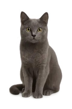a gray cat with yellow eyes sitting down