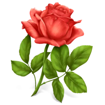 a red rose on a white background