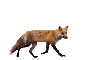a red fox walking across a white surface