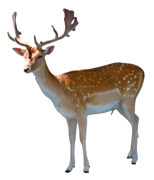a deer standing in front of a white background