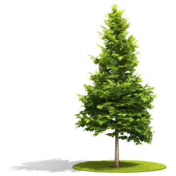 a green tree on a white background