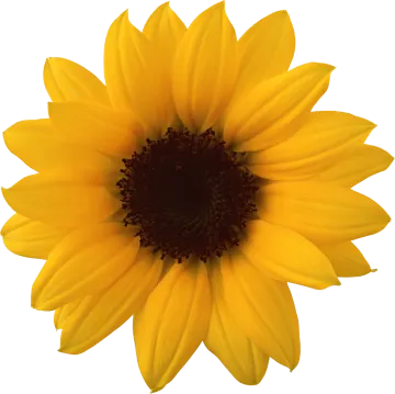 a yellow flower on a white background