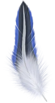 blue and white feathers on a white background
