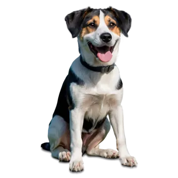 a black and white dog sitting with its tongue out