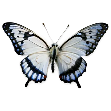 a black and white butterfly on a white background