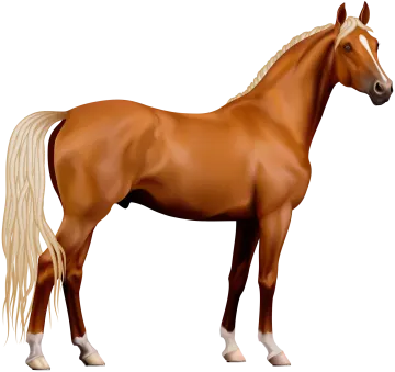a brown horse standing on a white background