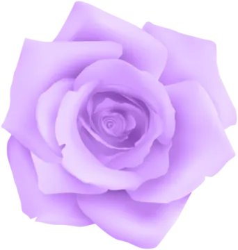 a purple rose on a white background