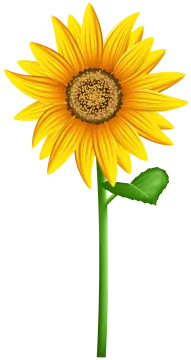 a sunflower on a white background