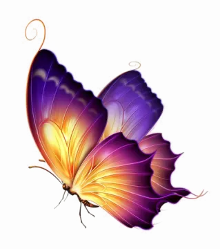 a beautiful purple and orange butterfly on a white background
