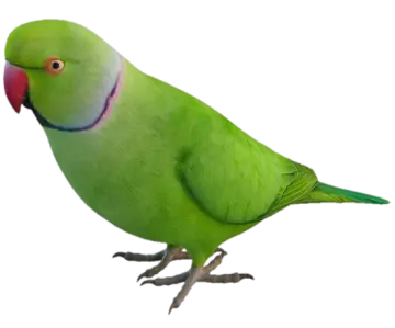 a green parrot perched on a white background