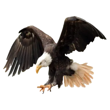 an eagle is flying with its wings spread