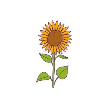 a sunflower on a white background