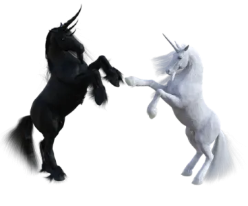 two black and white horses