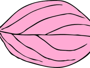 a pink leaf on a white background