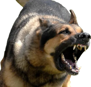 a dog with it's mouth open