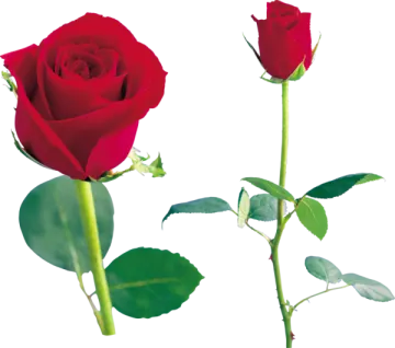 two red roses on a white background