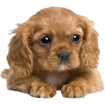 a small brown dog with big eyes laying down