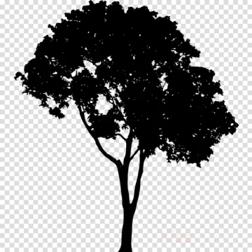 a silhouette of a tree on a transparent background