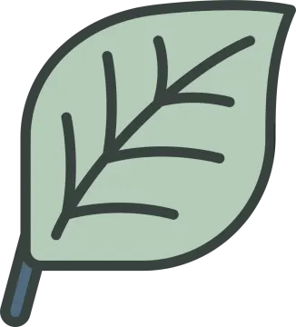 a green leaf on a white background