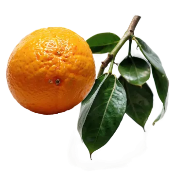 an orange on a branch