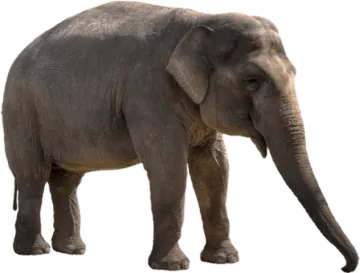an elephant standing in front of a white background