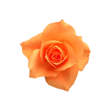 a single yellow rose on a white background