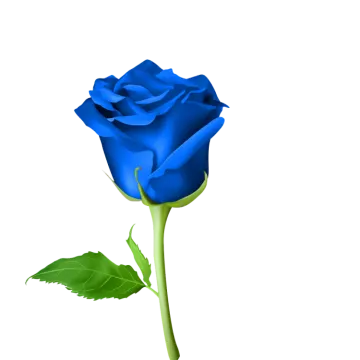 a blue rose on a white background