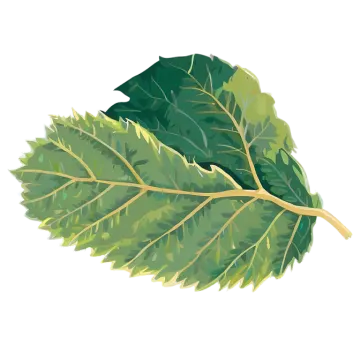 a green leaf on white background