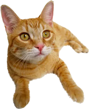 a close up of a cat on a white background