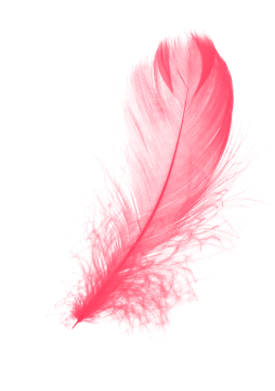 a pink feather on a white background