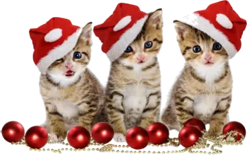 three kittens in santa hats sitting next to christmas balls