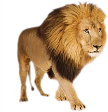 a lion is walking on a white background