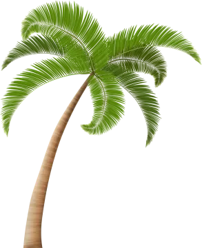 a palm tree on a white background