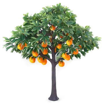 an orange tree on a white background