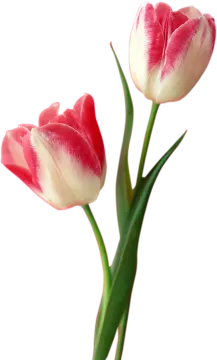 two pink and white tulips on a white background