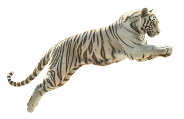 a white tiger jumping in the air