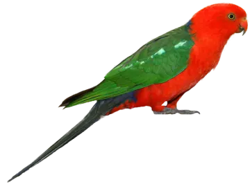 a red and green bird perched on a white background